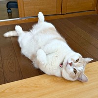 床上でへそ天になるモカちゃん（画像提供：モカ猫さん）