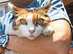 箱根のおみやげ屋さんの看板猫　お客さんもニコニコ