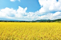 米づくりに最適な粘土状の福井平野