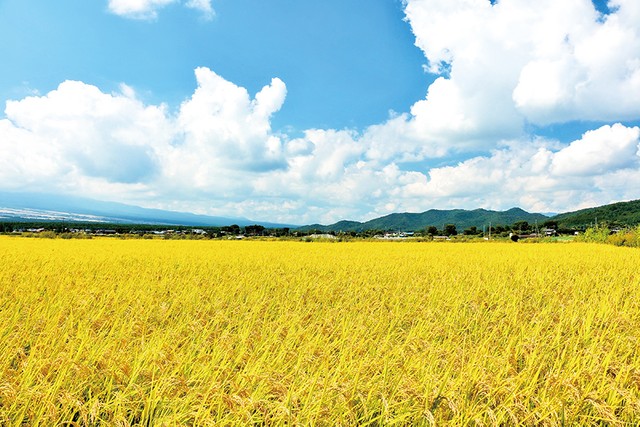 米づくりに最適な粘土状の福井平野