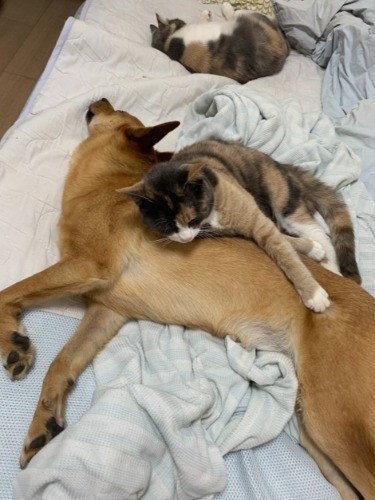 寝る時はこんな状態（提供写真）