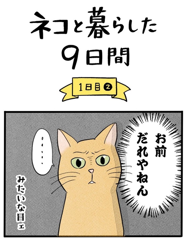 【漫画】『ネコと暮らした9日間』11（イゴカオリさん提供）