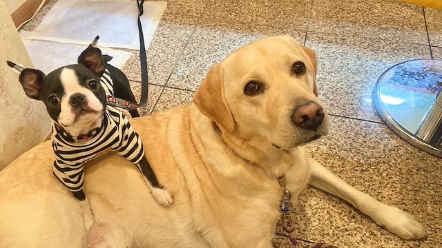 ナンに似てるねと言われたラブラドール・レトリバーのロキくん（右）と、カレーダイニング「verywell」の看板犬ちゃん（左） （画像提供：ロキの相方さん）