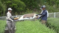 ポリフェノールたっぷり「オリーブ茶」　新芽の刈り取り始まる　香川・小豆島