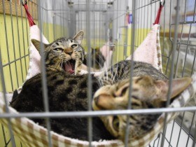 猫のシェルター新設へ　クラウドファンディングで寄付募る