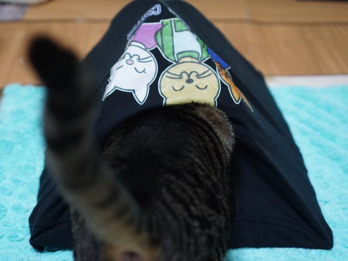 Ｔシャツをかぶせたとたんに入ろうとした、はっぴー