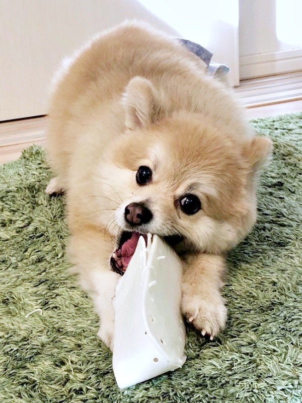 靴の形をした犬用のガムを嬉しそうにカミカミするぱるくん（画像提供：でかポメのぱるさん）