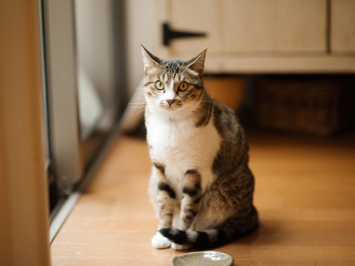 「器の講釈はいいからフードちょうだい」（小林写函撮影）