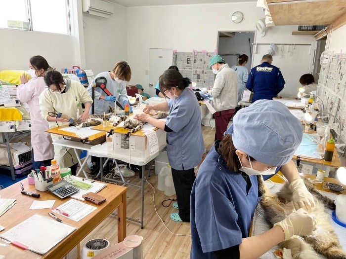 特定非営利活動法人「動物愛護団体LYSTA」。東日本大震災をきっかけに福島県いわき市で活動開始。所有者のいない猫の不妊・去勢手術を毎月100～150匹前後実施している