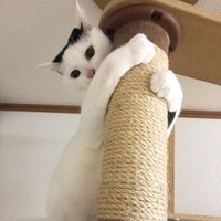 にゃーんと抱きつく姿がたまらない