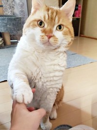 「ごはん、ちょーだい！」アピールするもやしくん（画像提供：ラムキンのもやし君さん）