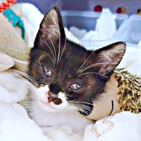 生後まもなく道路に飛び出してSOSを出したまぎちゃん（画像提供：hiro_8083さん）