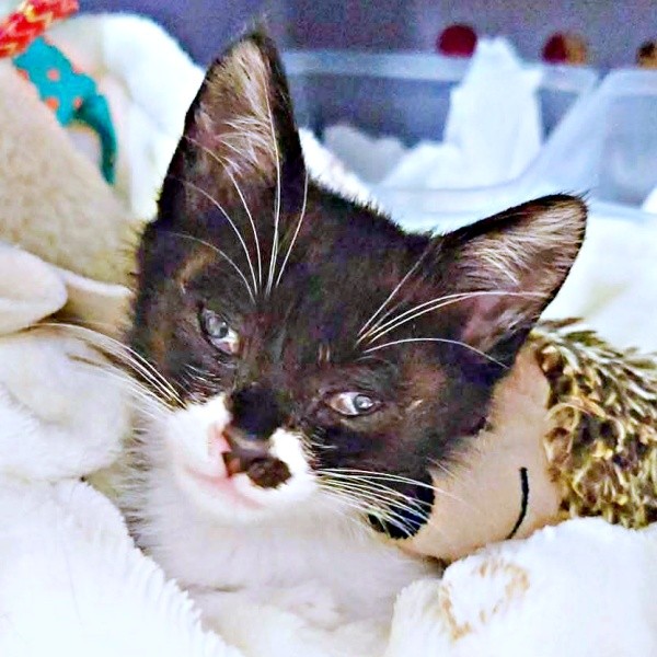 生後まもなく道路に飛び出してSOSを出したまぎちゃん（画像提供：hiro_8083さん）