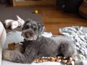 保護犬と暮らしたい　でも何度も譲渡を断られ揺れる心…待ち続け、ついに出会えた