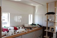 窓ぎわに集まる猫