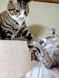 弟猫を片手で制圧するひゅうちゃん（画像提供：ふみさん）