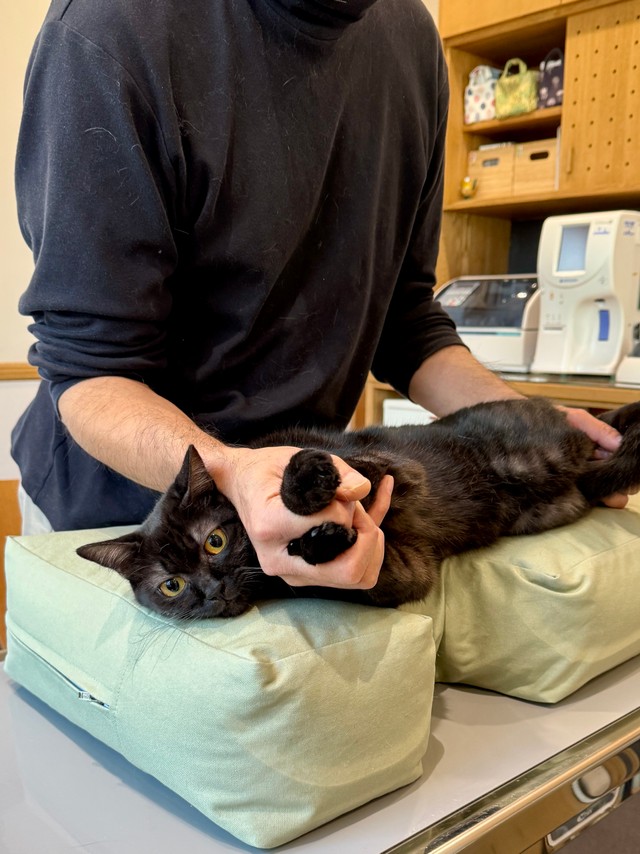 これから心臓のエコー検査です。