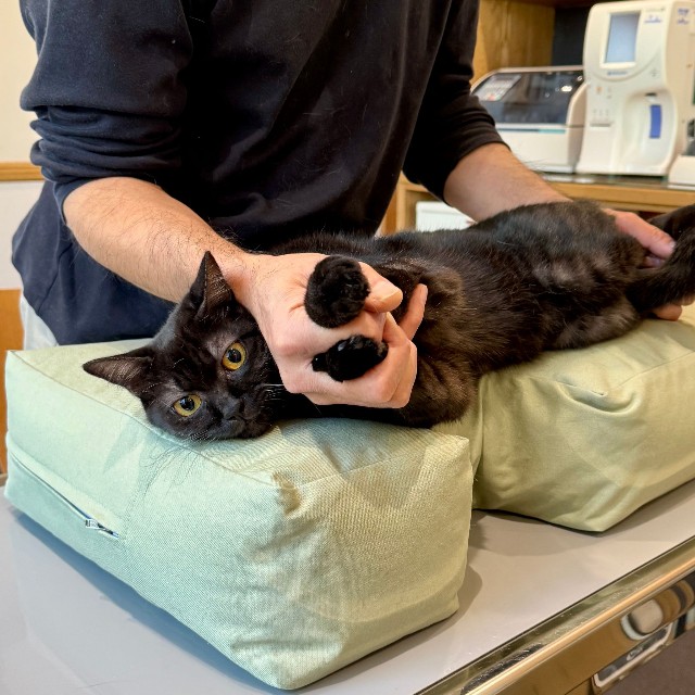 これから心臓のエコー検査です。