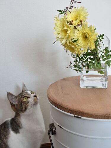 ガーベラの花束をみあげています（吉留さん提供）