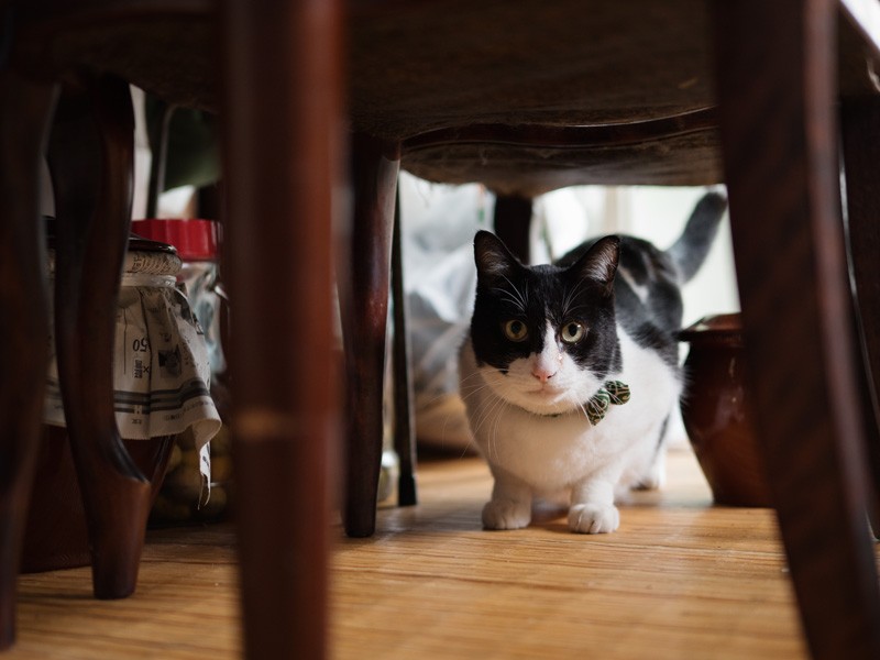 「おばあちゃんちって落ち着くもんさ」（小林写函撮影）