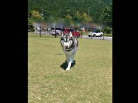 「はいはい」という声が聞こえてきそうな表情で歩いて来るクロノくん（画像提供：クロノ ハスキーさん）