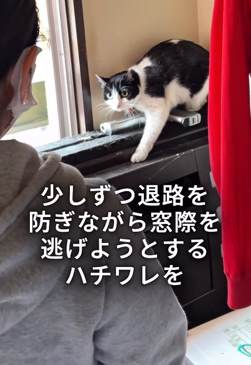 窓際のカーテンの影で身を潜めていた白黒ハチワレの猫を捕獲(「ワンハート大阪」さん提供、Instagramよりキャプチャ撮影)
