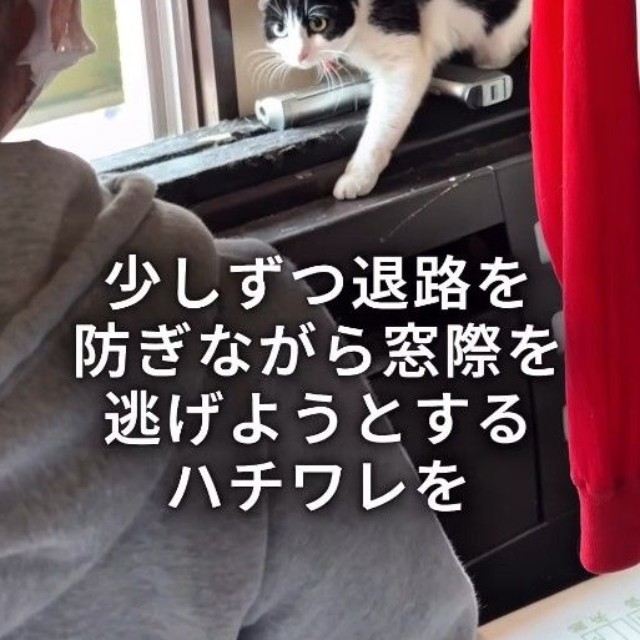 窓際のカーテンの影で身を潜めていた白黒ハチワレの猫を捕獲(「ワンハート大阪」さん提供、Instagramよりキャプチャ撮影)