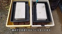 コンテナに並べた菌床を水に浸す／投稿主さん提供
