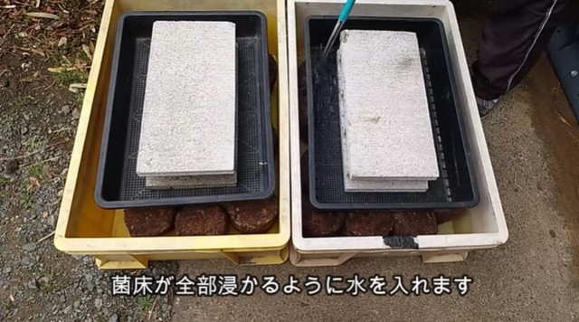 コンテナに並べた菌床を水に浸す／投稿主さん提供
