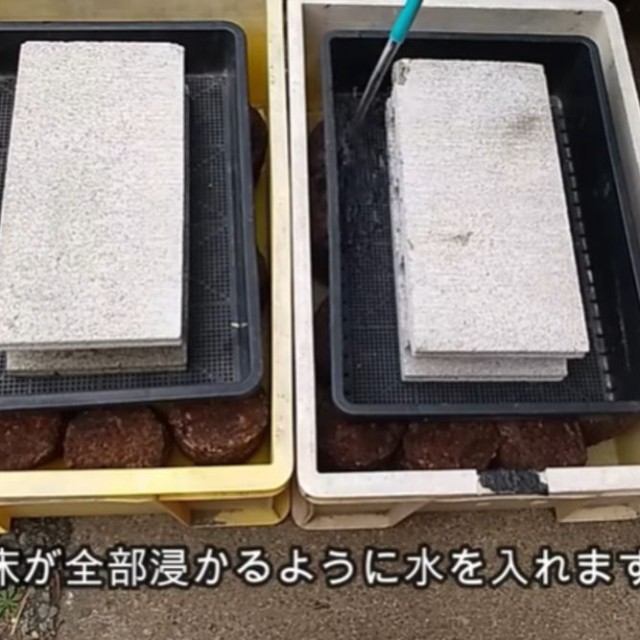 コンテナに並べた菌床を水に浸す／投稿主さん提供
