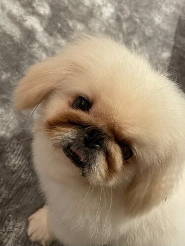 家にきたころの「ぷっち」