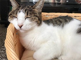 １８歳のおばあちゃん、動じずスヤスヤ　ミックス猫の「おちび」