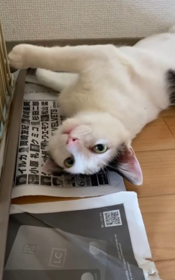もふもふになった現在のまーやくん（あきみさん提供、Instagramよりキャプチャ撮影）