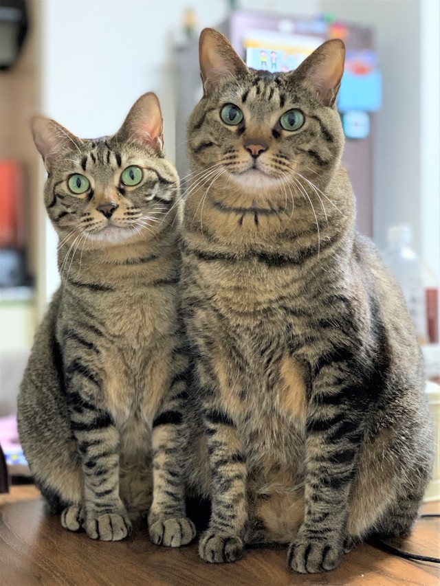 先住猫の幸愛ちゃん（左）と福助くん（右）。仲の良い兄妹です。