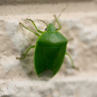 カメムシ　※画像はイメージです（Hanasaki/stock.adobe.com）