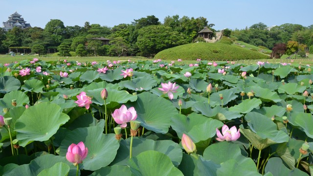 朝4時からハスを愛でる…夜明けとともに咲くハスを鑑賞する「観蓮節」岡山後楽園で7月5日 