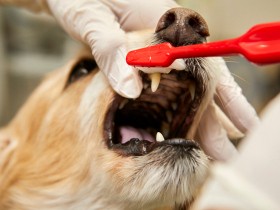 犬の歯ブラシはどう選ぶ？　大切なことは毛の柔らかさと密度、面積の大きさ