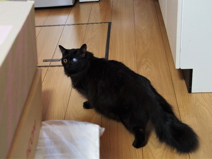 夜空くんのシッポは、ふっさふさ