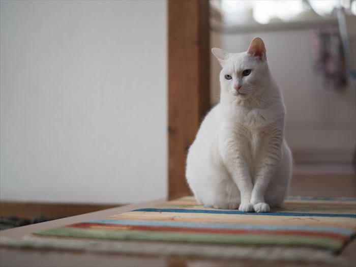 「明るい方って、何か音がするような気がするの」（小林写函撮影）