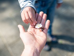 遺贈寄付の意思を遺す二つの遺言　違いを解説