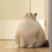 冬毛でおにぎりになってしまった＝ロイ(Roy)くん@ラグドールさん（@roy201108）提供
