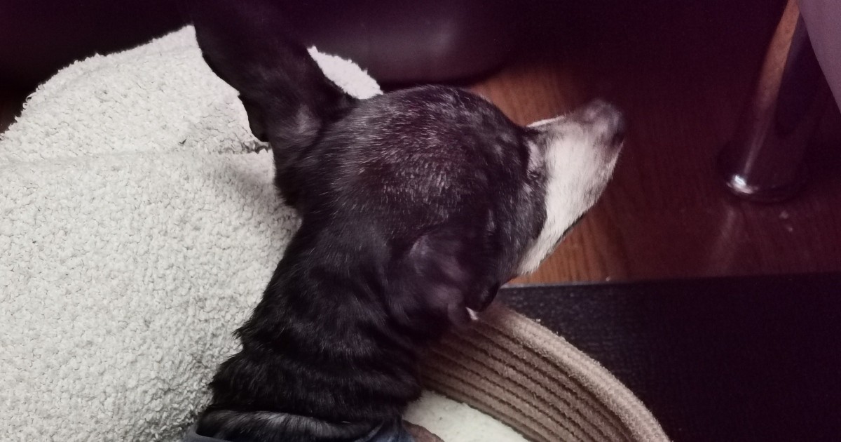 今年16歳を迎える ココ たまらないシニアのかわいさに愛情は日々深まる 犬 猫との幸せな暮らしのためのペット情報サイト Sippo