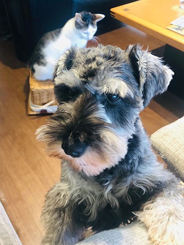 「そろそろ散歩いかない？」（さやかさん提供）