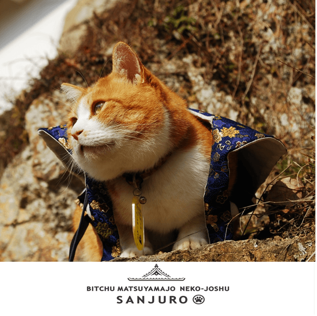 高梁市観光協会提供