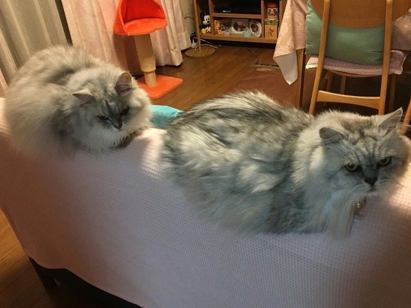 かつてカマンと連なって乗っていたソファ