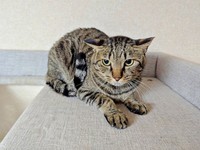 キャットタワーの上までおりてきた紬ちゃん（画像提供：つばきさん）