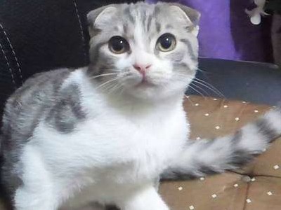 一目ぼれのスコティッシュは、先天性疾患だった！　人気猫種の闇