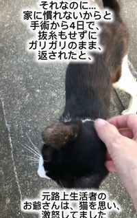 一度保護されたことがあったが、「家に慣れない」ということで再び遺棄された（藤田敬子さん提供、Instagramよりキャプチャ撮影）