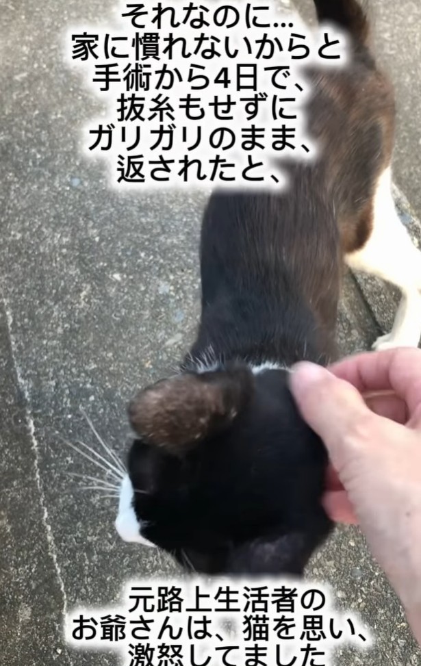 一度保護されたことがあったが、「家に慣れない」ということで再び遺棄された（藤田敬子さん提供、Instagramよりキャプチャ撮影）