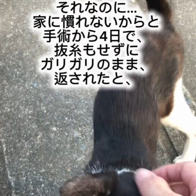 一度保護されたことがあったが、「家に慣れない」ということで再び遺棄された（藤田敬子さん提供、Instagramよりキャプチャ撮影）
